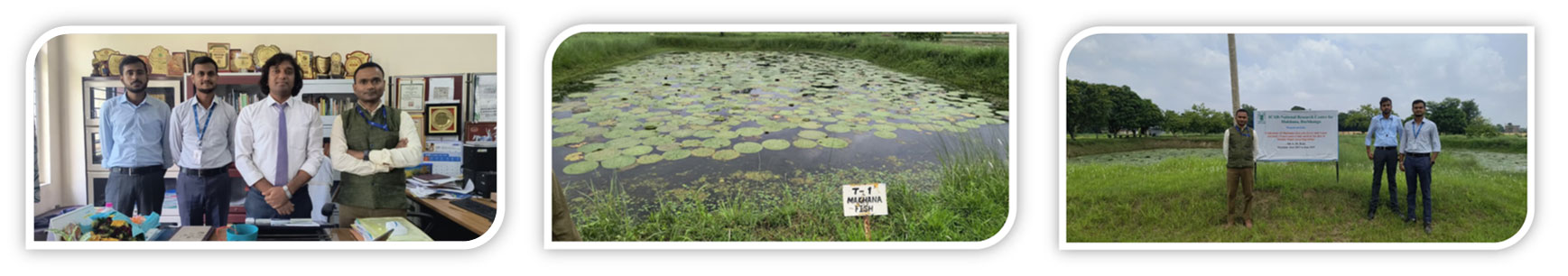 Advancing Makhana Farming