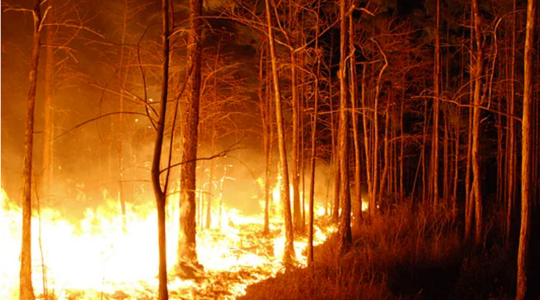 Forest Fire